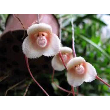 Rare Orchid Flower
